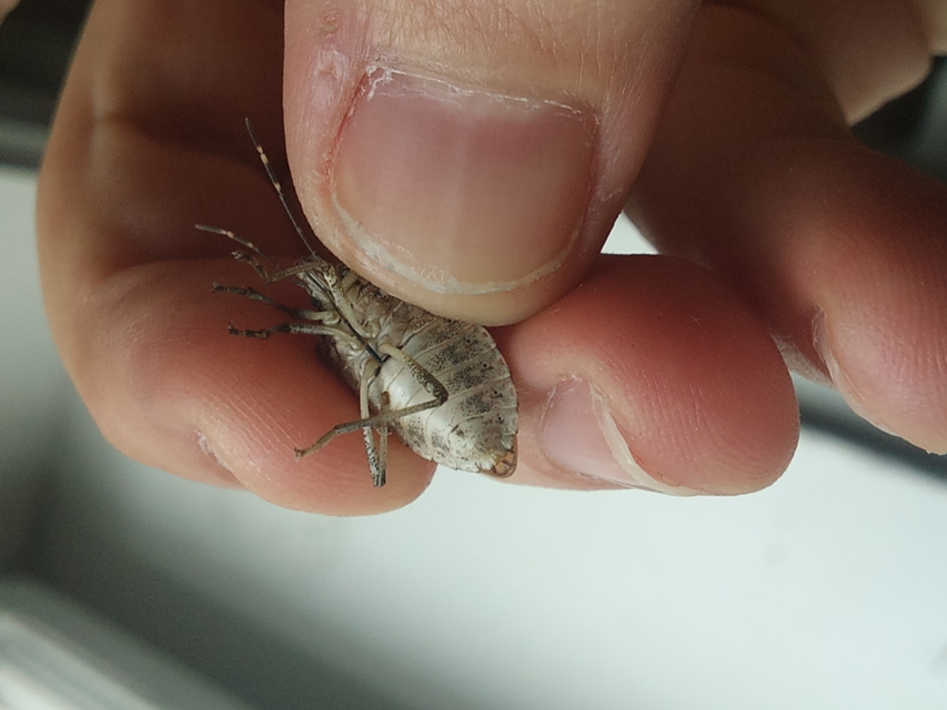 Halyomorpha halys - ázsiai márványospoloska