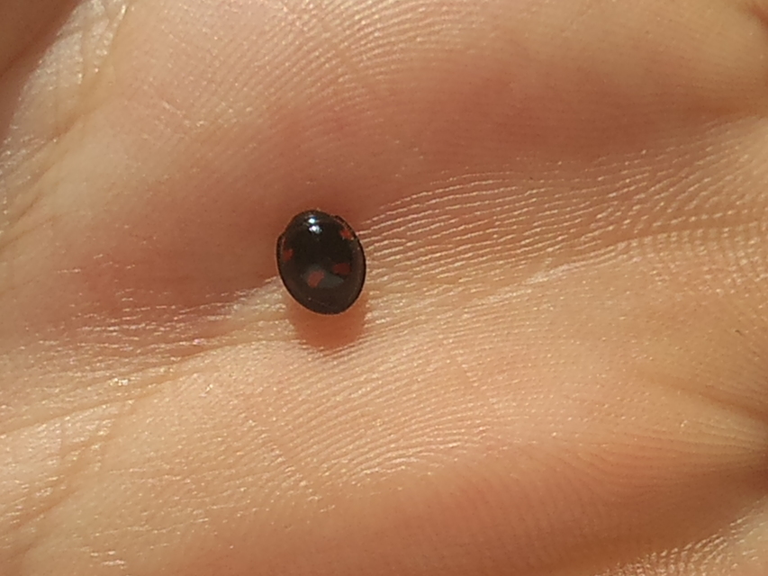Exochomus quadripustulatus - négyfoltos szerecsenkata