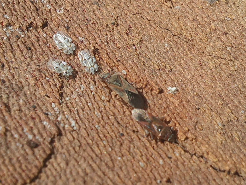 Corythucha ciliata - platán-csipkéspoloska
