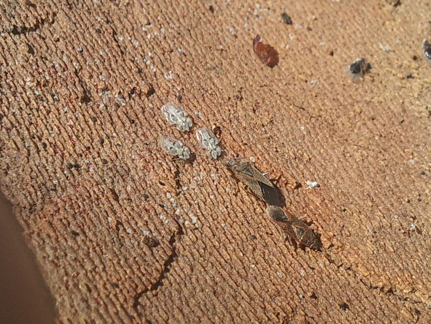 Arocatus longiceps - platánbodobács