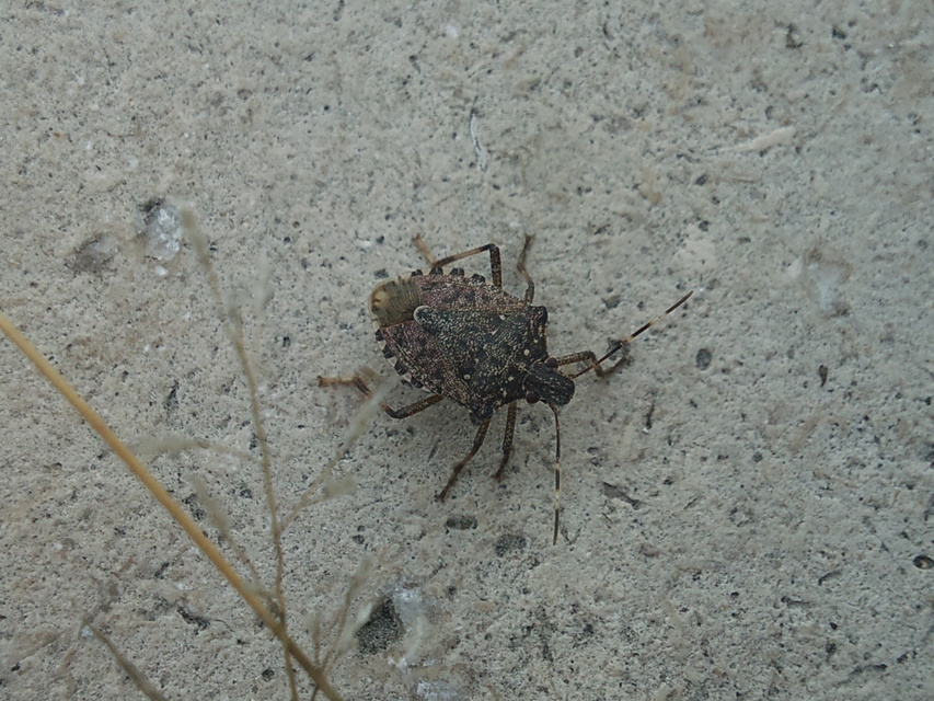 Halyomorpha halys - ázsiai márványospoloska