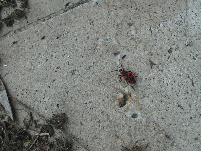 Pyrrhocoris apterus - verőköltő poloska
