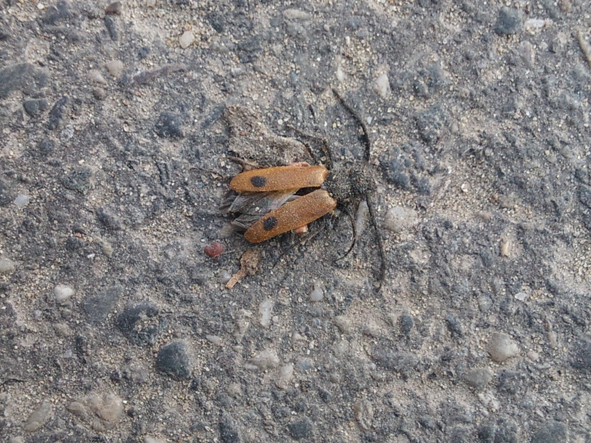 Apalus bimaculatus - kétfoltos élősdibogár