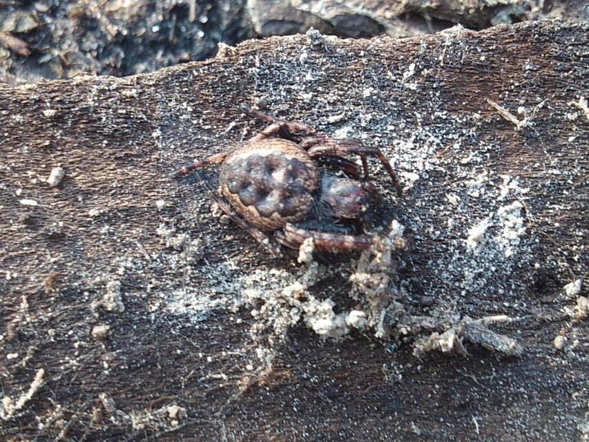 Nuctenea umbratica - közönséges rés-keresztespók