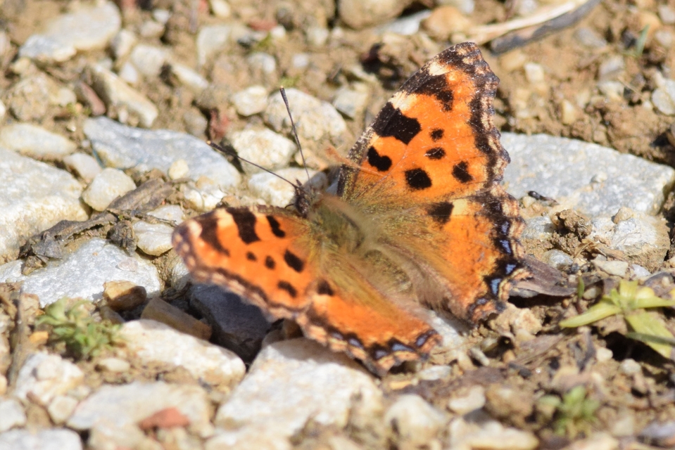 Nymphalis polychloros - nagy rókalepke