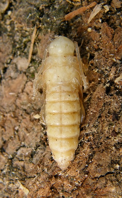 Phymatodes testaceus - változékony korongcincér Phymatodes testaceus - változékony korongcincér