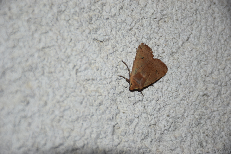 Conistra erythrocephala - vörösfejű őszibagoly