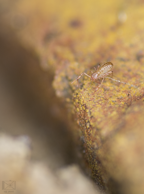 Chthoniidae