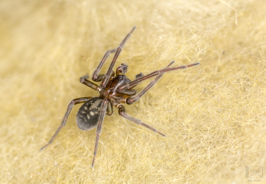 Amaurobius ferox - nagy eretnekpók