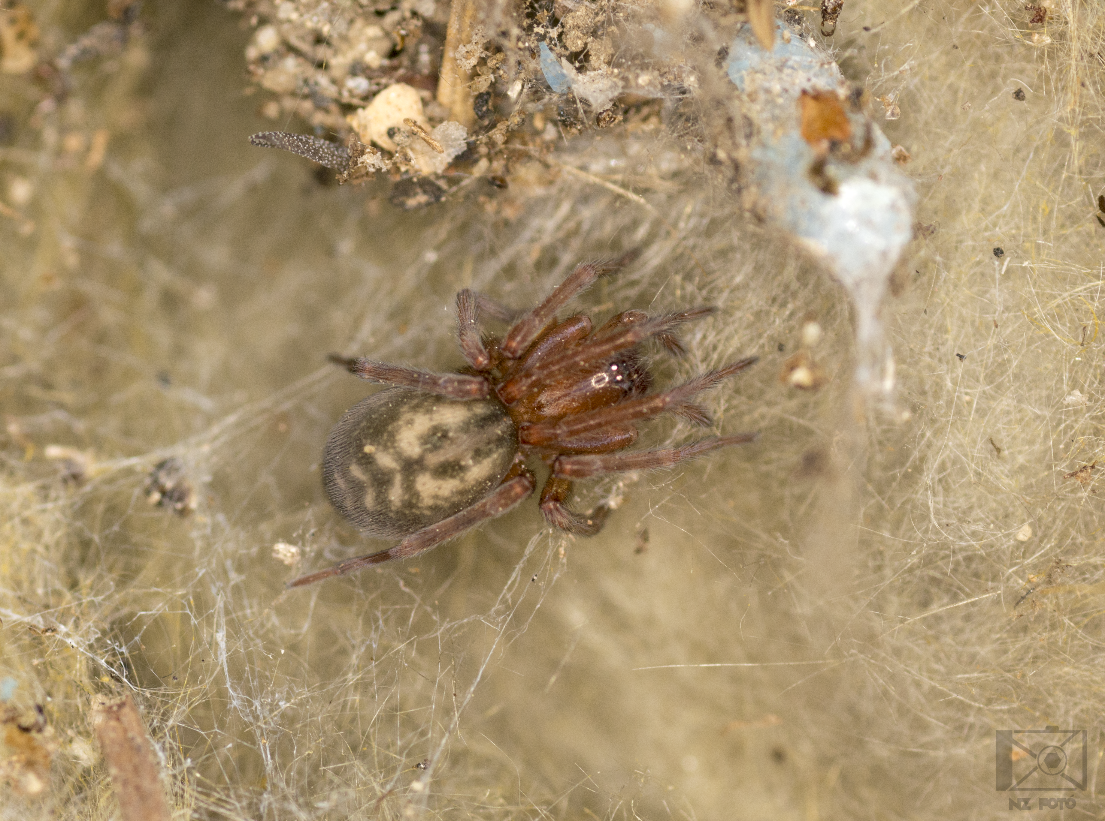 Amaurobius erberi - kis eretnekpók
