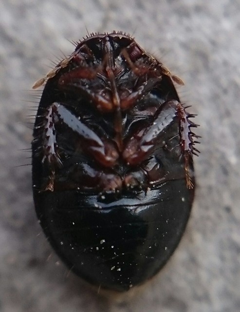 Microporus nigrita - homoki földipoloska Microporus nigrita - homoki földipoloska