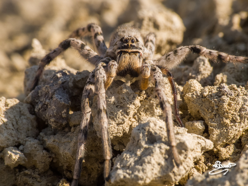 Lycosa singoriensis - szongáriai cselőpók