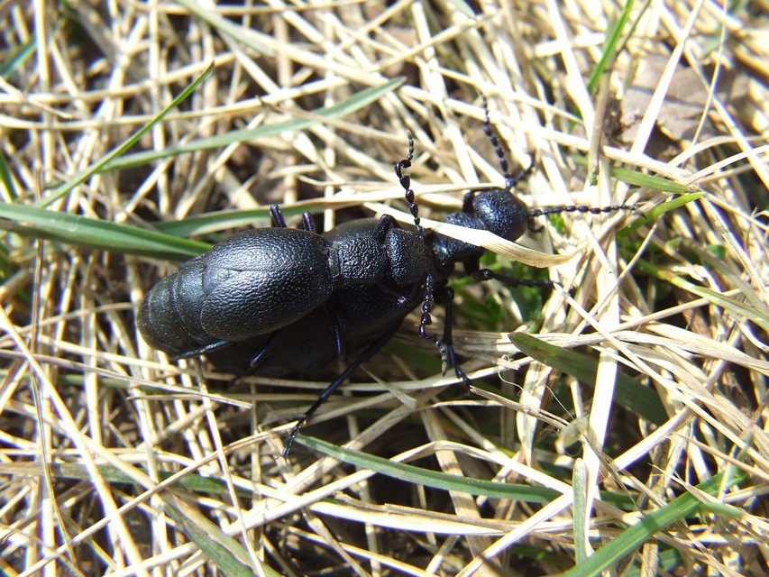 Meloe proscarabaeus - közönséges nünüke