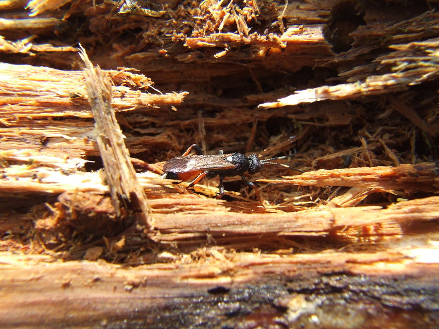 Ichneumoninae