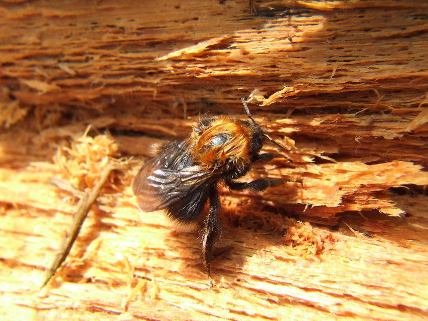 Bombus hypnorum - mohás poszméh