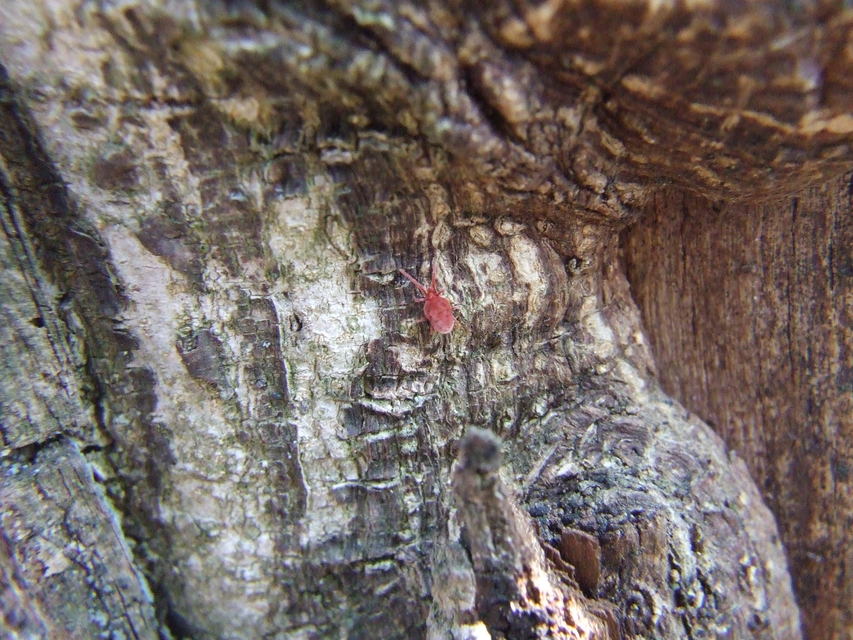 Allothrombium
