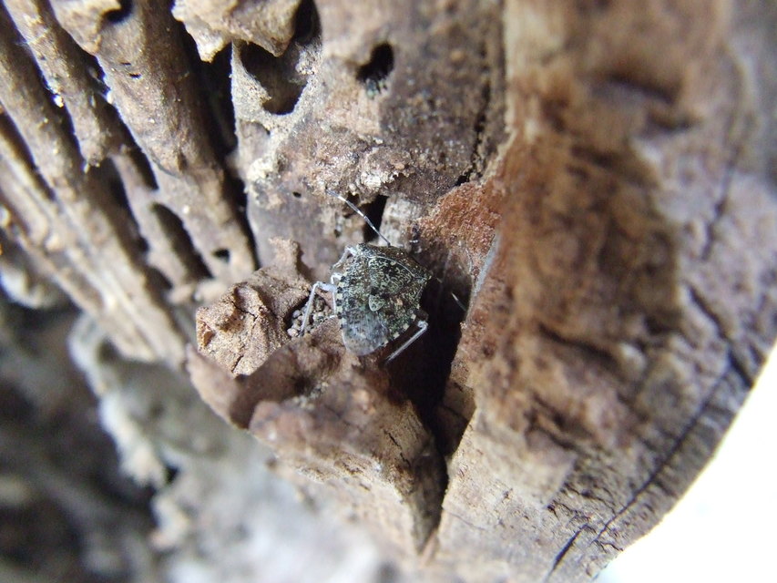 Rhaphigaster nebulosa - bencepoloska
