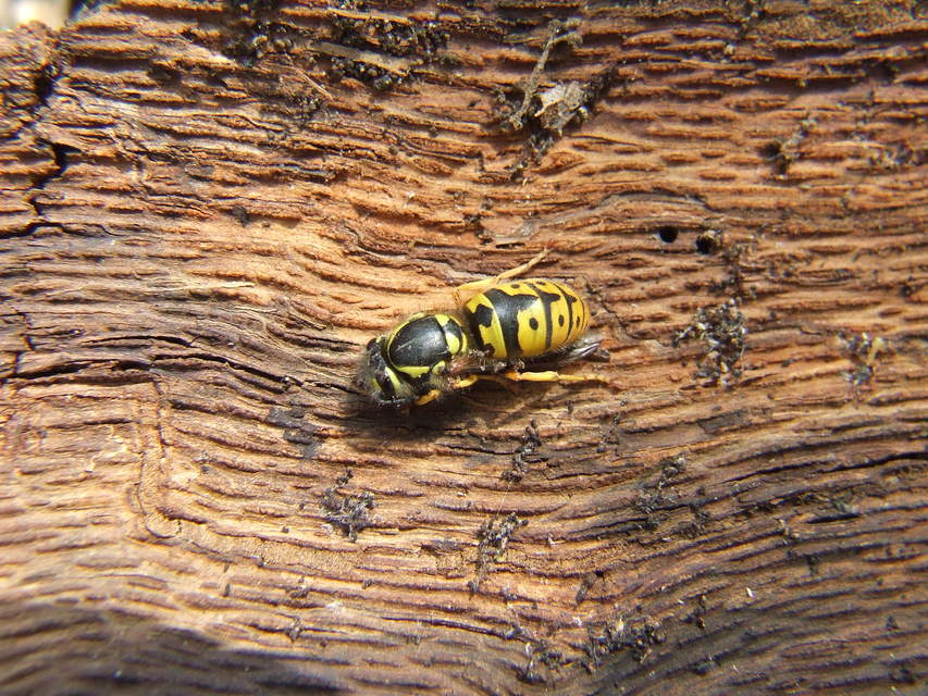 Vespula germanica - német darázs