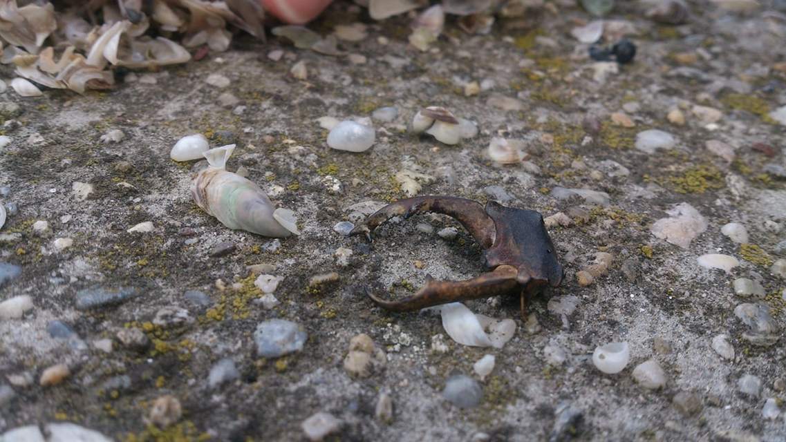 Lucanus cervus - nagy szarvasbogár