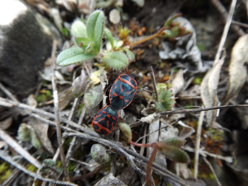 Eurydema fieberi - keresztespoloska Eurydema fieberi - keresztespoloska