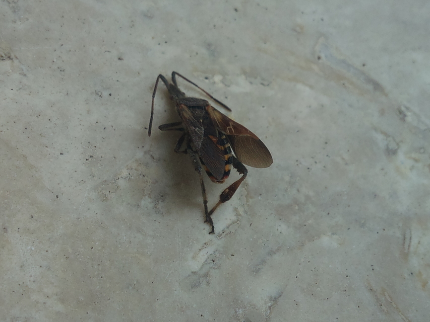Leptoglossus occidentalis - nyugati levéllábú poloska