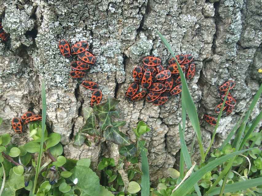 Pyrrhocoris apterus - verőköltő poloska