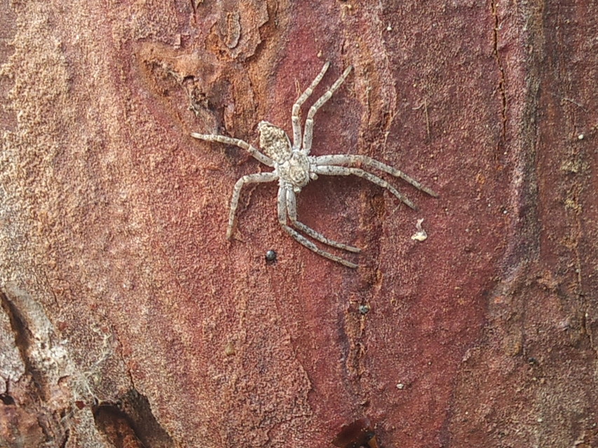 Philodromus