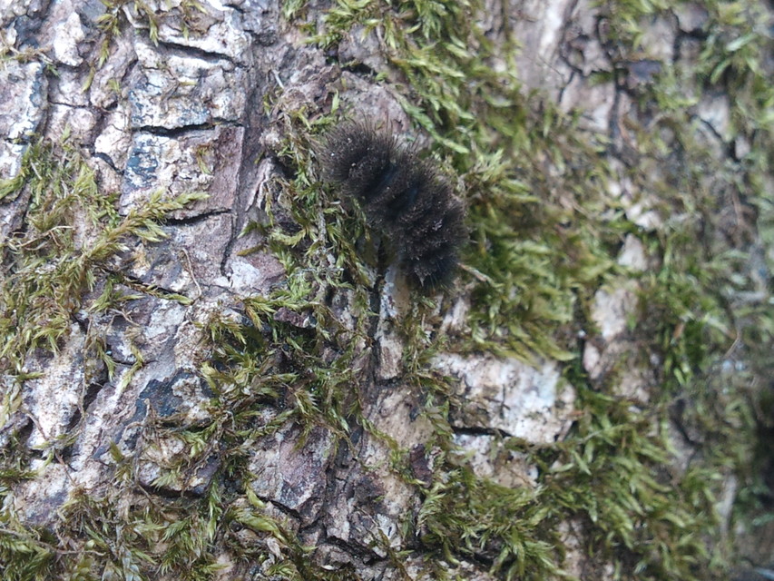 Amata phegea - fehérpettyes álcsüngőlepke