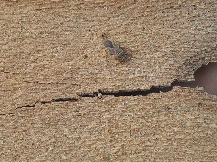 Arocatus longiceps - platánbodobács