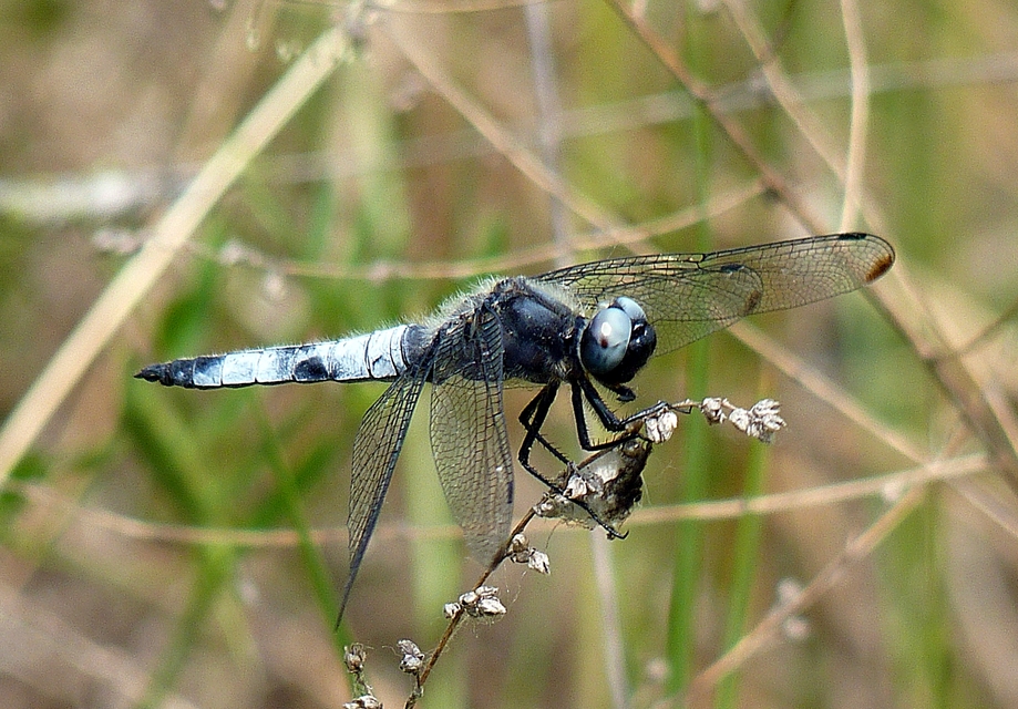 Libellula fulva - kisfoltos laposacsa