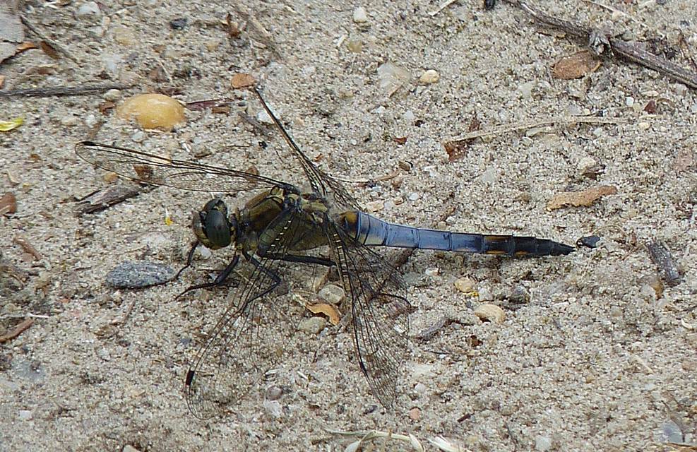 Orthetrum cancellatum - feketefarkú pásztorszitakötő