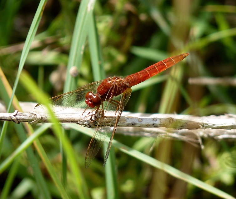 Crocothemis erythraea - skarlát szitakötő