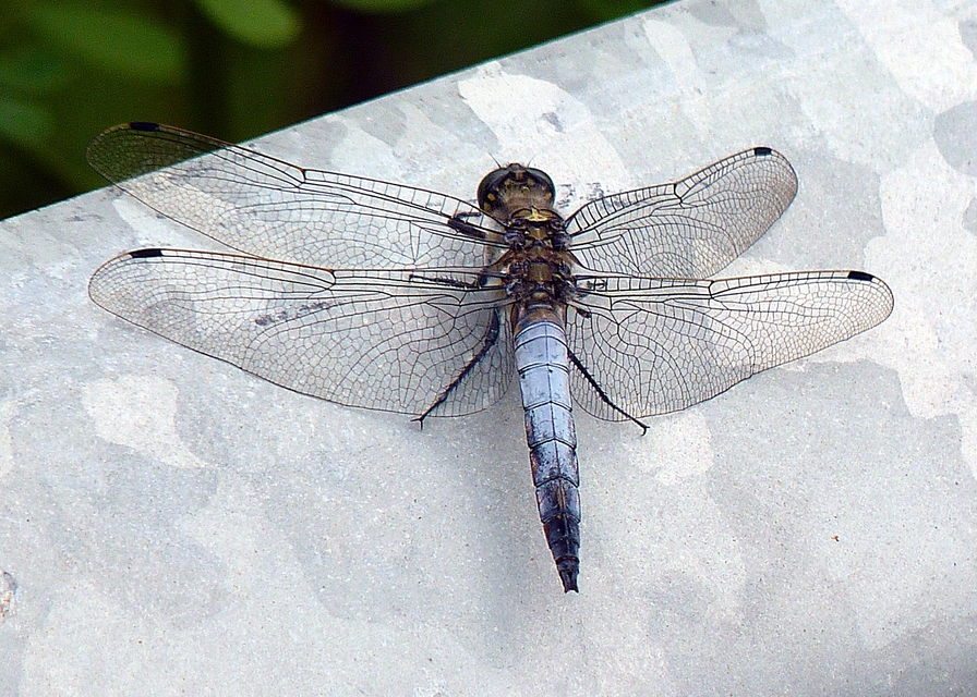Orthetrum cancellatum - feketefarkú pásztorszitakötő