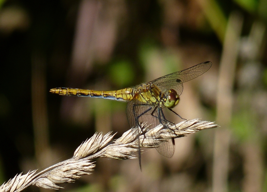 Sympetrum sanguineum - vörös katona-szitakötő