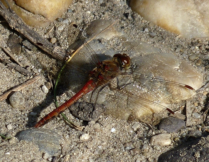 Sympetrum striolatum - harántsávos katona-szitakötő