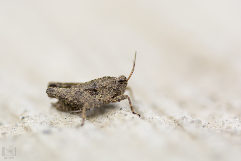Tetrix tenuicornis - vékonycsápú tövishátúsáska