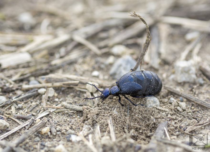 Meloe proscarabaeus - közönséges nünüke