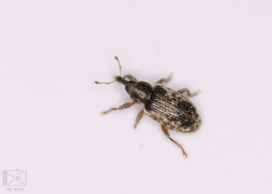 Dorytomus minutus - parányi hangormányos