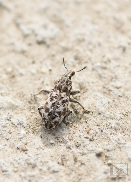 Cyphocleonus dealbatus - márványos barkó