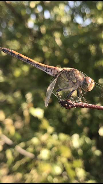 Sympetrum striolatum - harántsávos katona-szitakötő