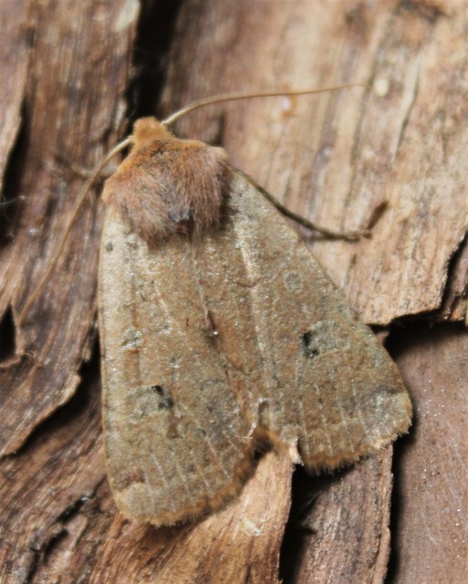 Conistra erythrocephala - vörösfejű őszibagoly