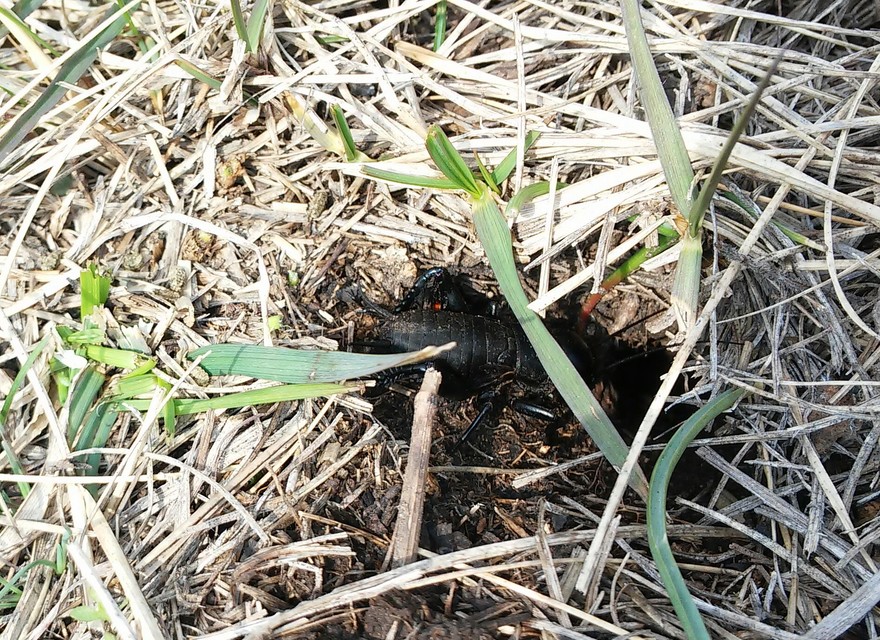 Gryllus campestris - mezei tücsök