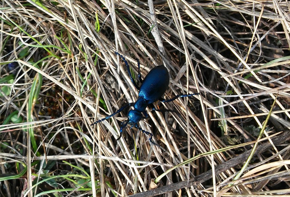 Meloe violaceus - kék nünüke