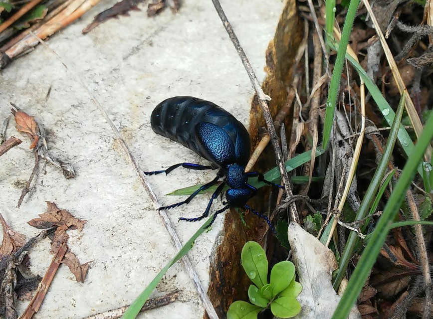Meloe proscarabaeus - közönséges nünüke