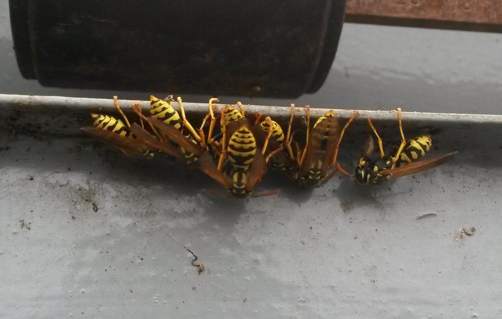 Polistes dominulus - déli papírdarázs