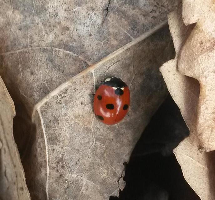 Coccinella septempunctata - hétpettyes katica
