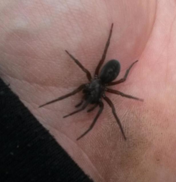 Amaurobius ferox - nagy eretnekpók