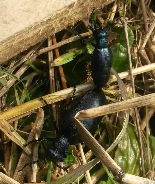 Meloe proscarabaeus - közönséges nünüke