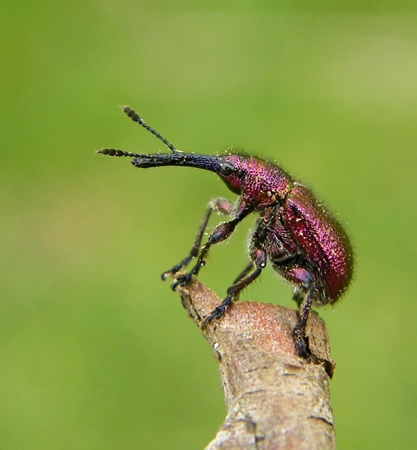 Rhynchites auratus - aranyos eszelény Rhynchites auratus - aranyos eszelény