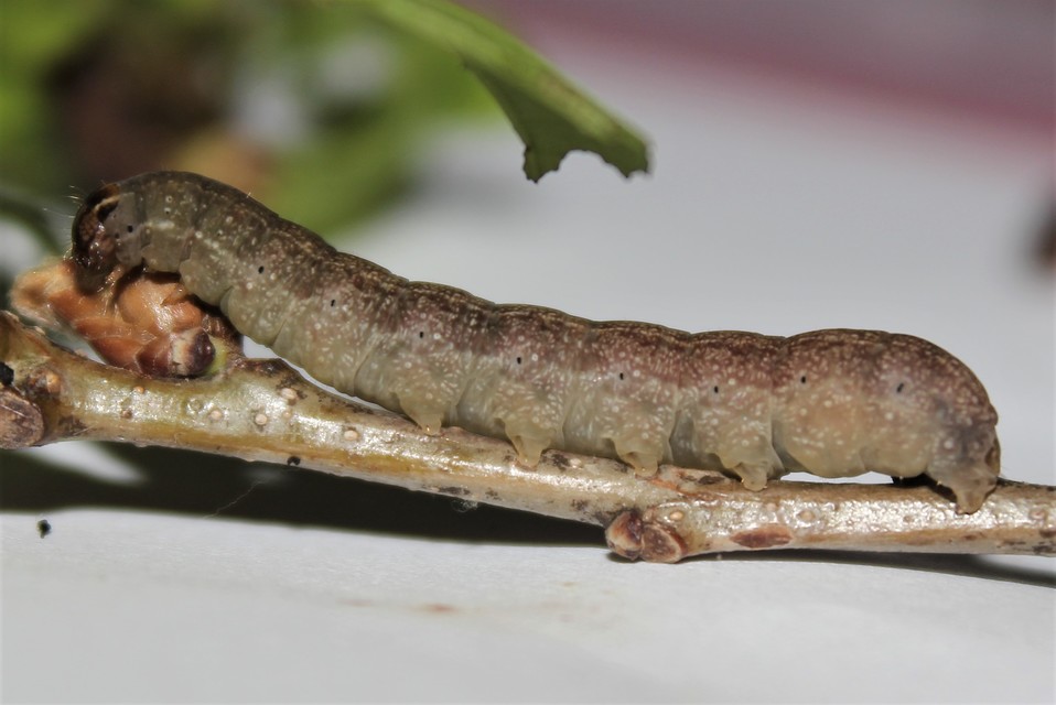 Conistra erythrocephala - vörösfejű őszibagoly
